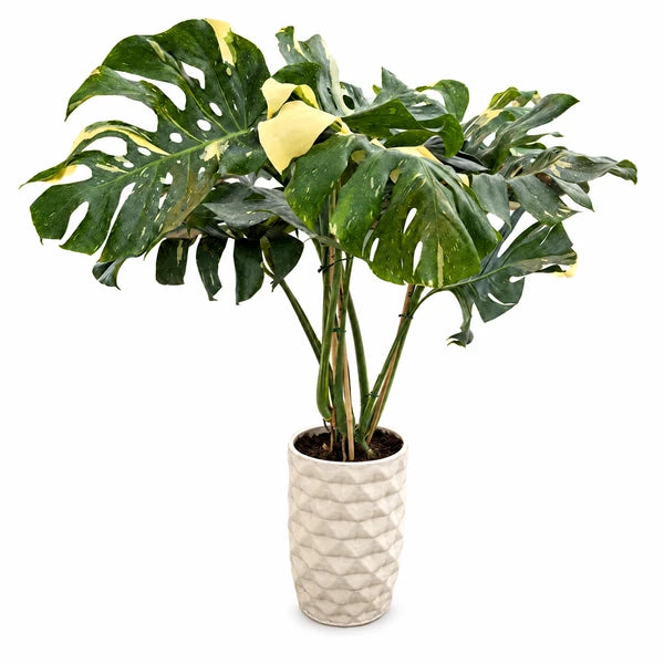 Monstera Thai Constellation con foglie verdi variegate di crema in vaso Rua di ceramica chiara su sfondo neutro.