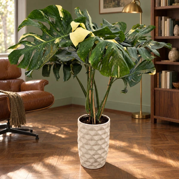 Monstera Thai Constellation in vaso Rua di ceramica chiara, in un angolo lettura con poltrona in pelle e libreria.