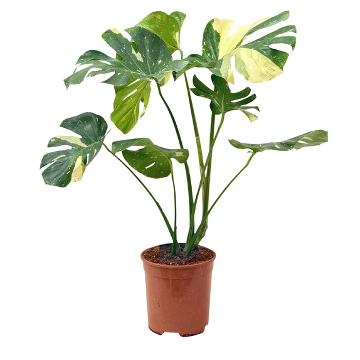 Monstera Thai Constellation in vaso nursery marrone, pianta ornamentale con grandi foglie screziate bianche e verdi.