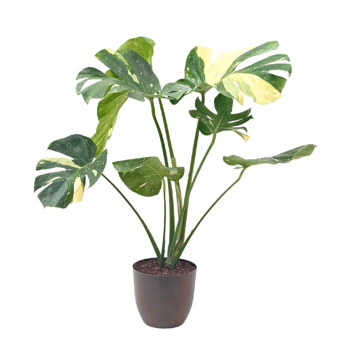 Monstera Thai Constellation in vaso tortora, elegante pianta da interno con foglie tropicali variegate