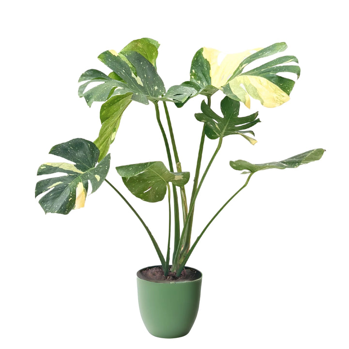 Pianta Monstera Thai Constellation con foglie variegate in vaso verde rosmarino opaco, ideale per interni moderni