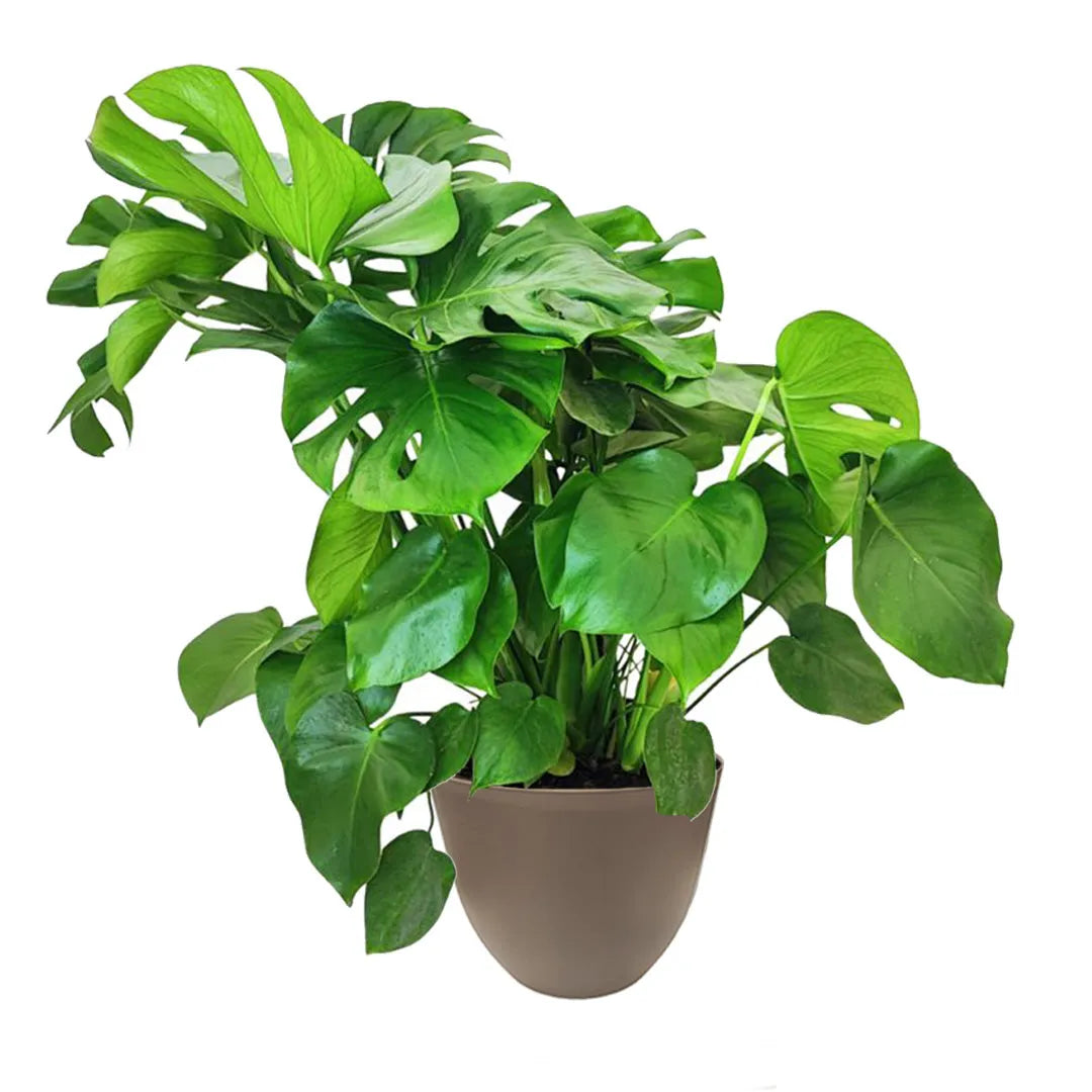 Monstera Deliciosa a cespuglio - dettaglio foglia intagliata in vaso tortora