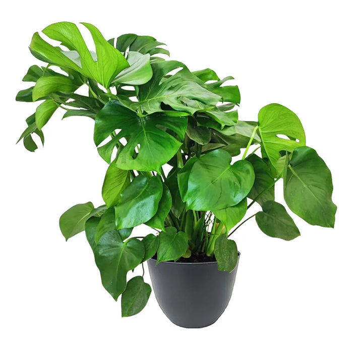 Monstera Deliciosa a cespuglio - pianta da interno con foglie grandi in vaso antracite