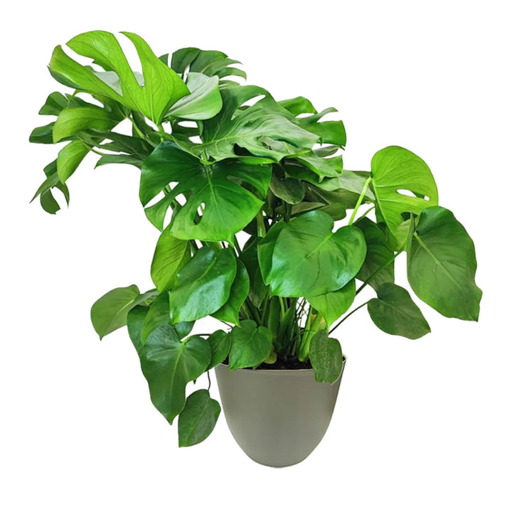Monstera Deliciosa a cespuglio - pianta tropicale in vaso verde rosmarino