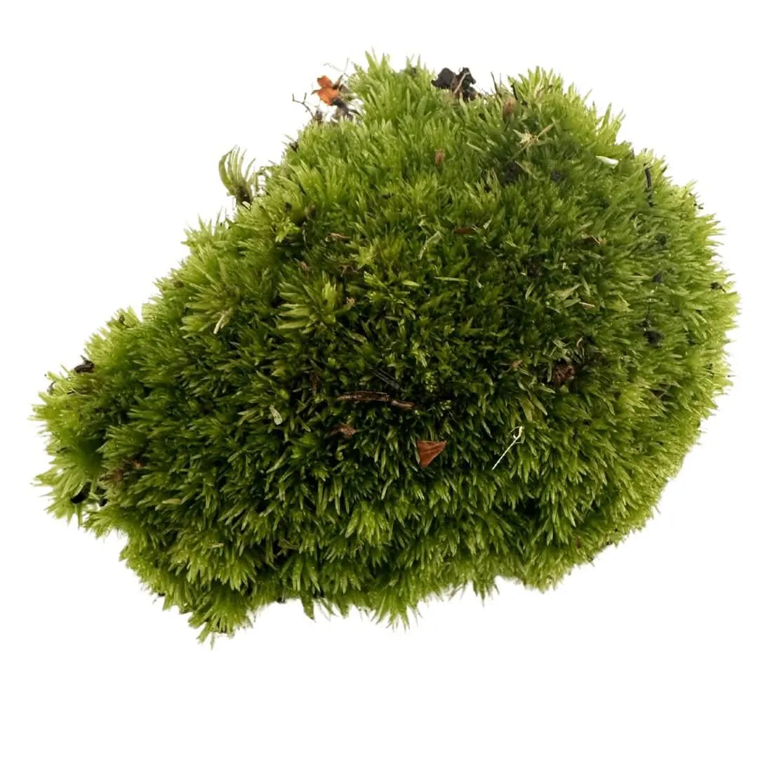 Muschio Vero Leucobryum Glaucum - zolla di muschio verde brillante per terrario