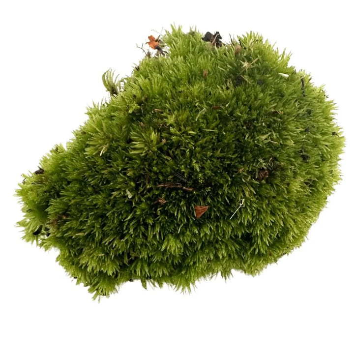 Muschio Vero Leucobryum Glaucum - zolla di muschio verde brillante per terrario