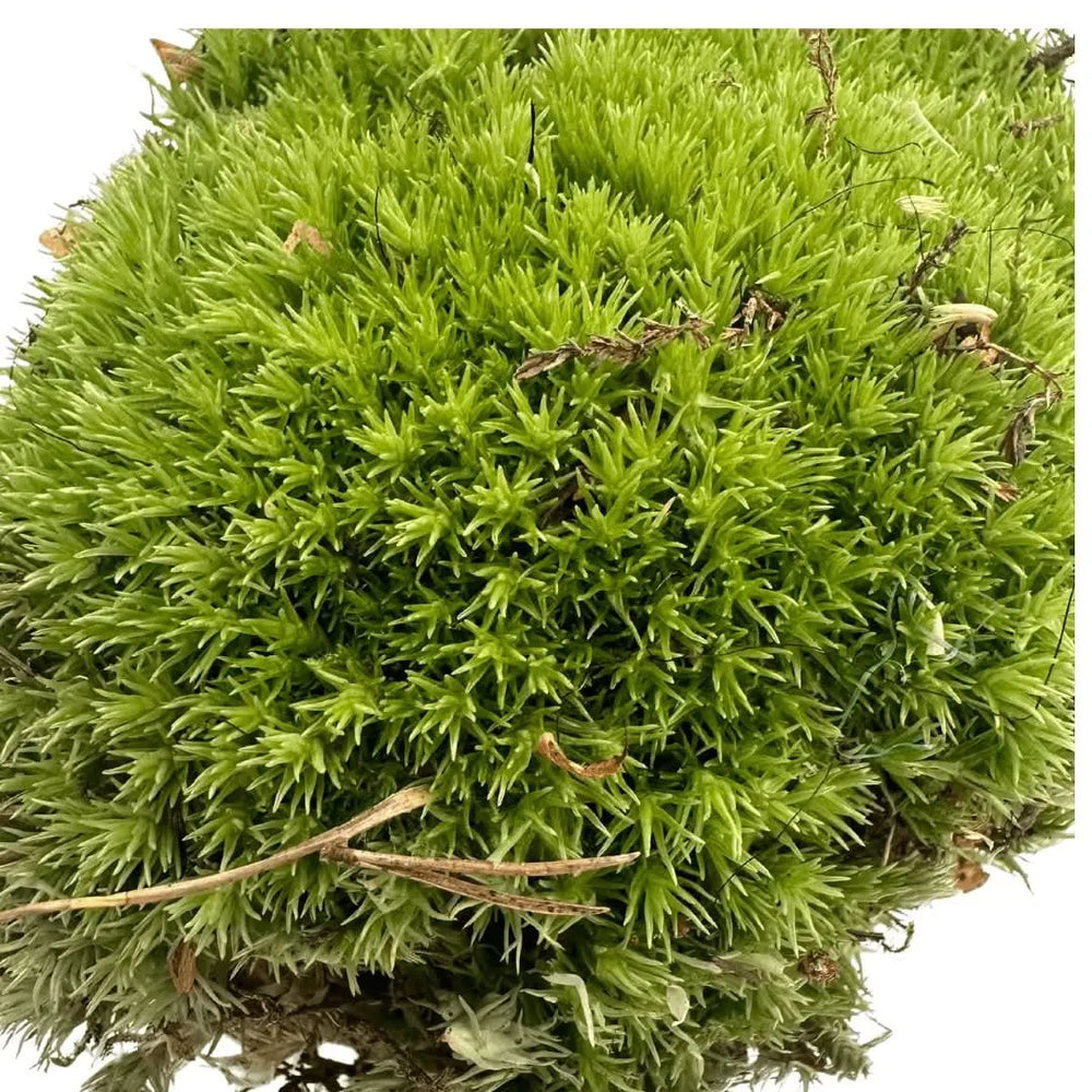 Muschio Leucobryum Glaucum - primo piano della texture soffice e del colore intenso