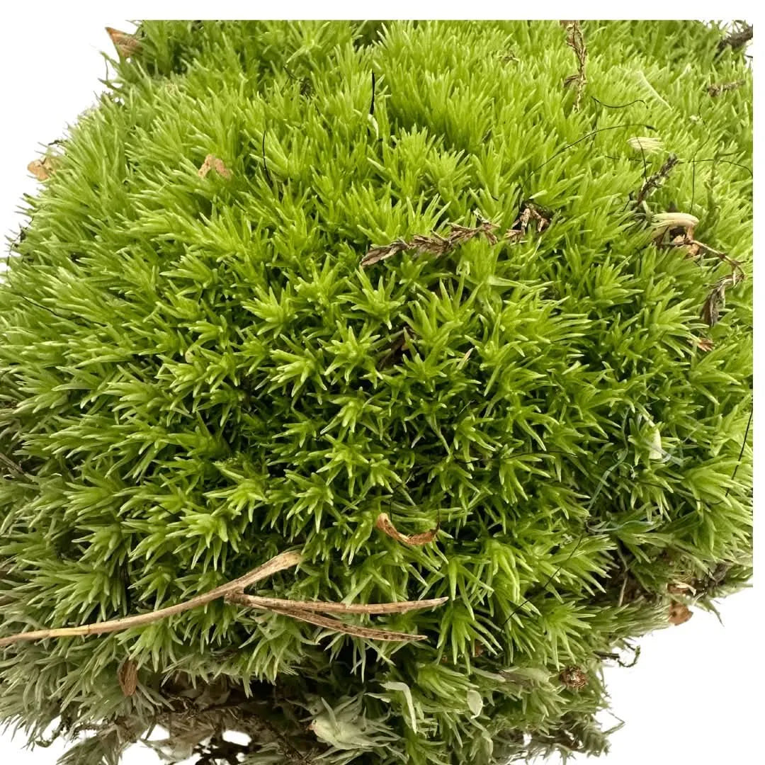 Muschio Leucobryum Glaucum - primo piano della texture soffice e del colore intenso