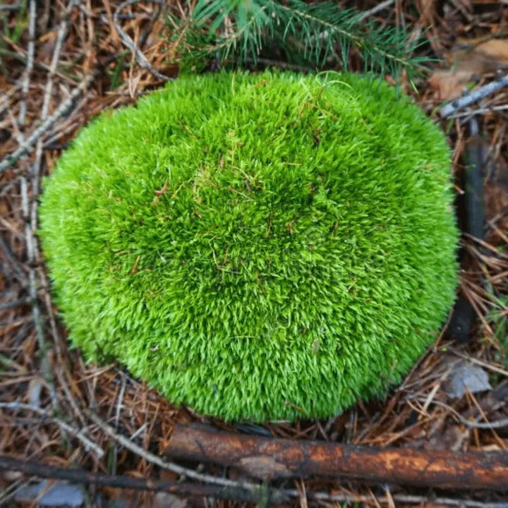 Muschio vero - Dettaglio di una zolla di Leucobryum Glaucum