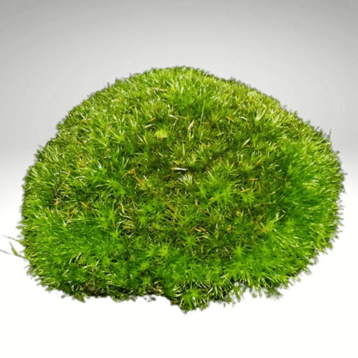 Leucobryum Glaucum - Zolla di muschio vero soffice e verde brillante