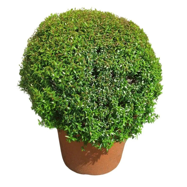 Myrtus communis microphylla