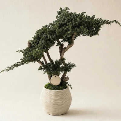 Bonsai Kumori Nagi 50 cm. Ginepro Stabilizzato