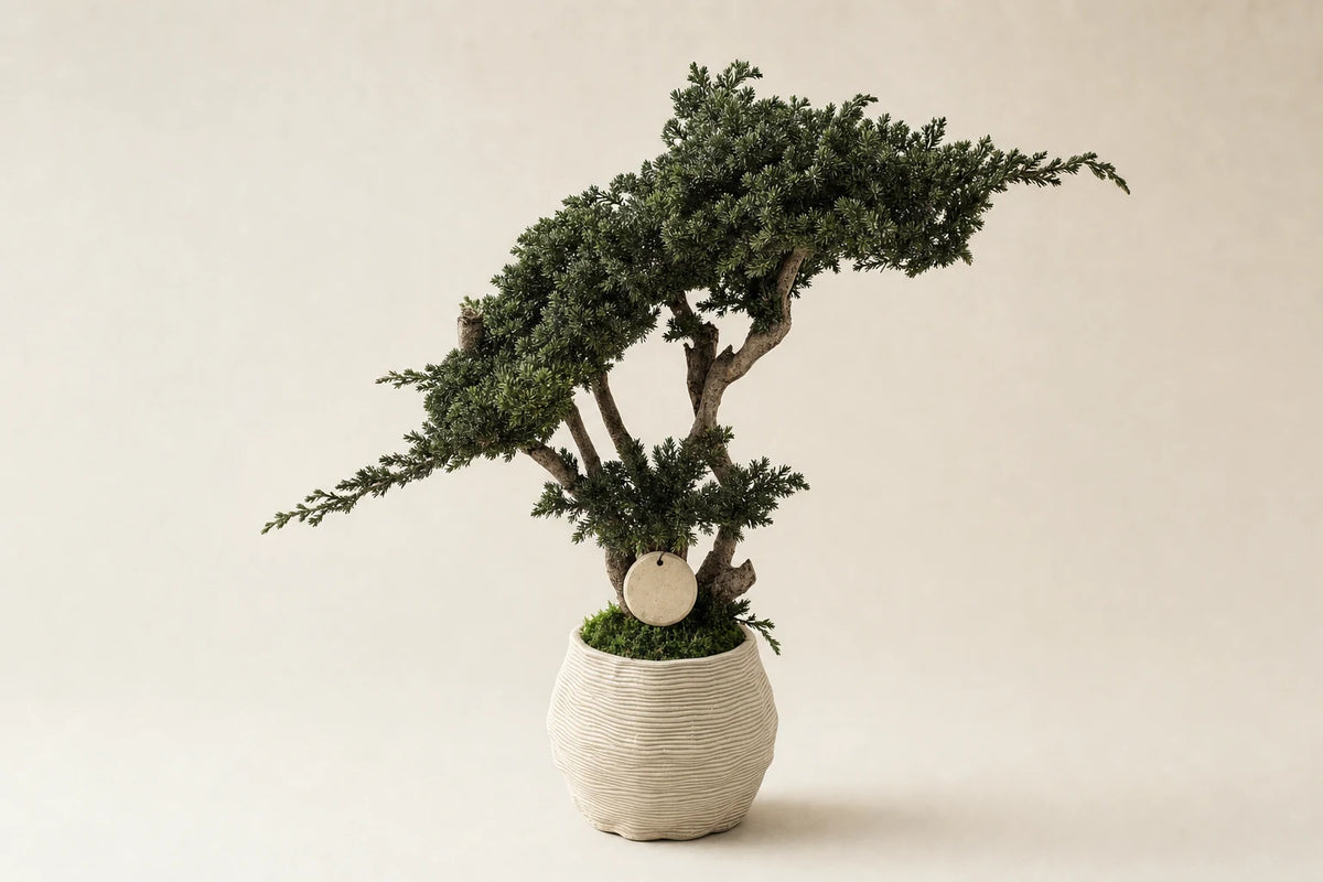 Bonsai Kumori Nagi