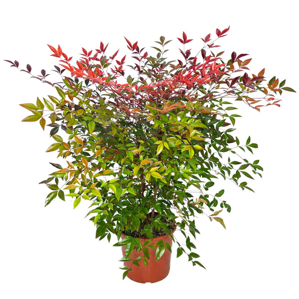 Nandina Domestica D. 24 H. 70 CM