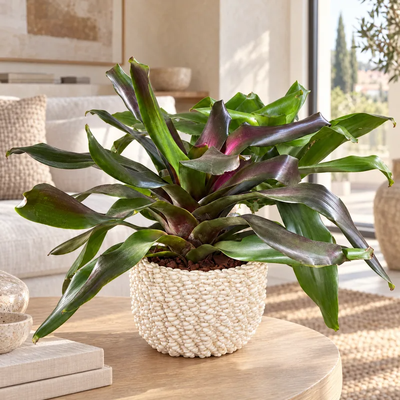 Neoregelia in vaso di ceramica Fira su un tavolino da soggiorno, pianta fiorita da interno in un ambiente luminoso
