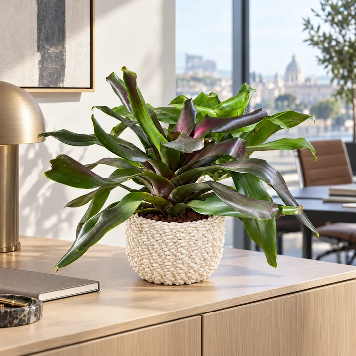 Neoregelia in vaso di ceramica Fira su un mobile da ufficio vicino alla finestra, pianta tropicale per spazi di lavoro