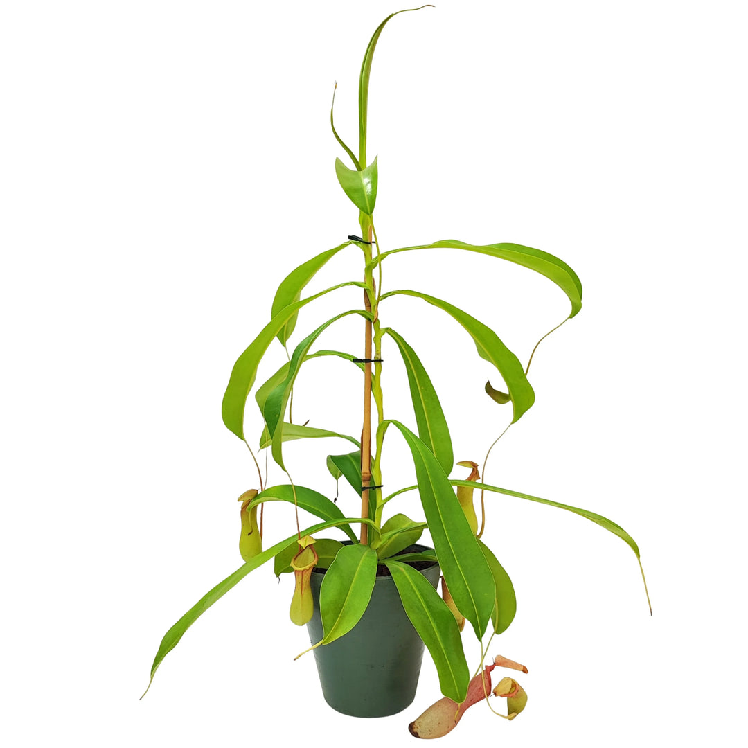 Nepenthes rigogliosa in vaso verde scuro, con ascidi carnivori maturi pronti alla cattura degli insetti, perfetta per collezionisti.