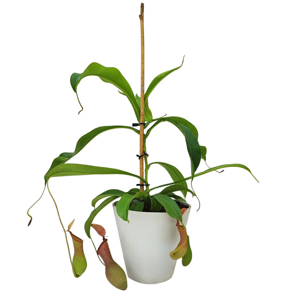 Nepenthes pianta carnivora in vaso di resina Hoop D. 15 cm H. 50 cm