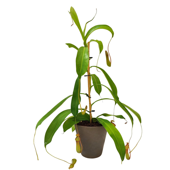 Pianta di Nepenthes in vaso marrone, con ascidi carnivori visibili su steli lunghi, supportata da tutore in bambù.