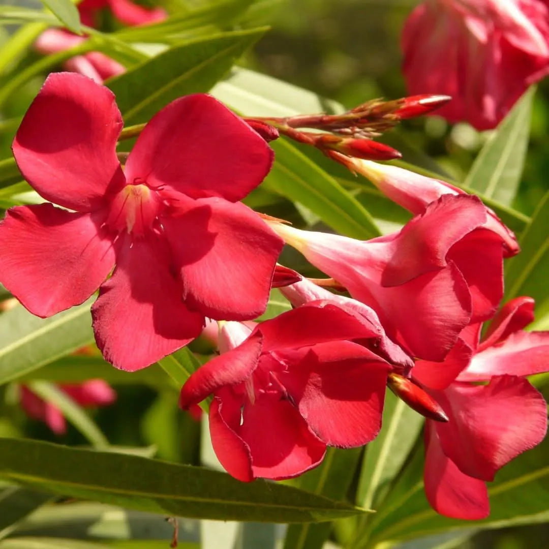 Oleandro rosso - pianta decorativa mediterranea in fiore, vista generale
