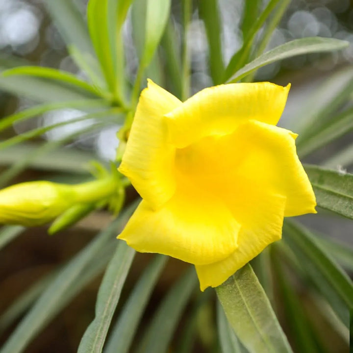 Oleandro giallo - dettaglio fiore e bocciolo in primo piano, colore vivace