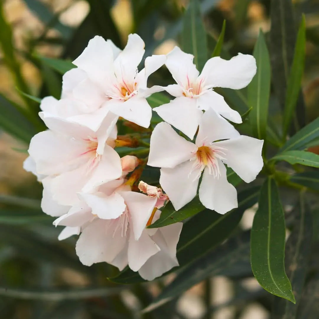 Oleandro bianco - fiori con sfumature rosa al centro, dettaglio ravvicinato