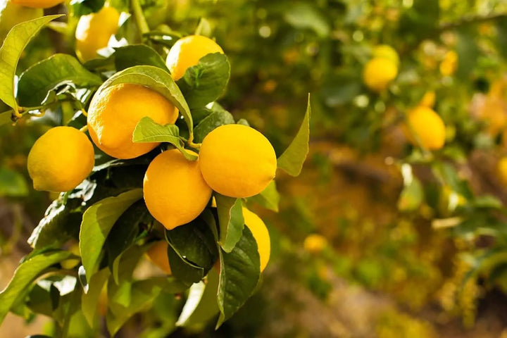Olio di neem pronto uso 750 ml , Protezione naturale - i Giardini di Giulia