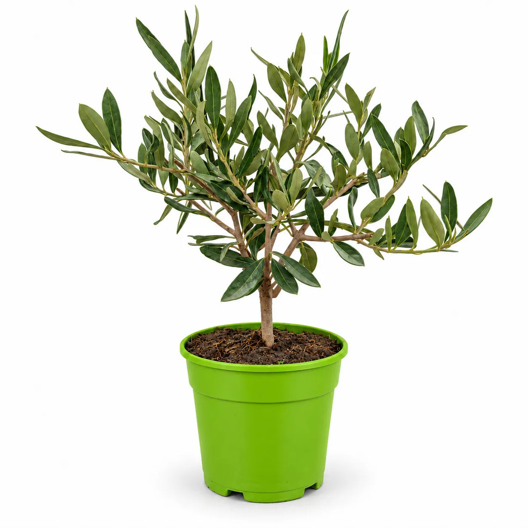 Olivo bonsai alto circa 25 cm in vaso di coltivazione in plastica verde da 12 cm, su sfondo bianco