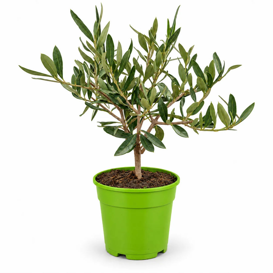 Olivo bonsai alto circa 25 cm in vaso di coltivazione in plastica verde da 12 cm, su sfondo bianco