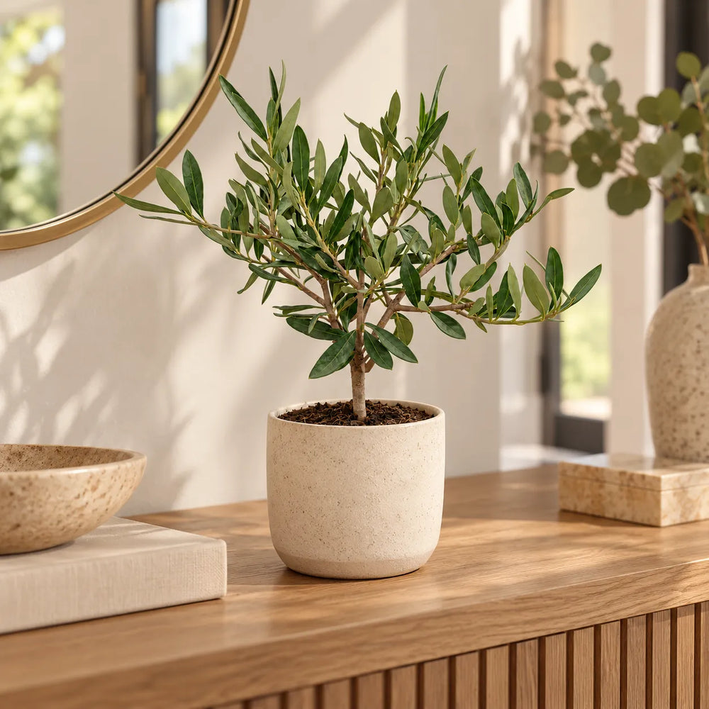 Olivo bonsai ambientato in un vaso decorativo in ceramica beige su consolle in legno, accanto a uno specchio rotondo