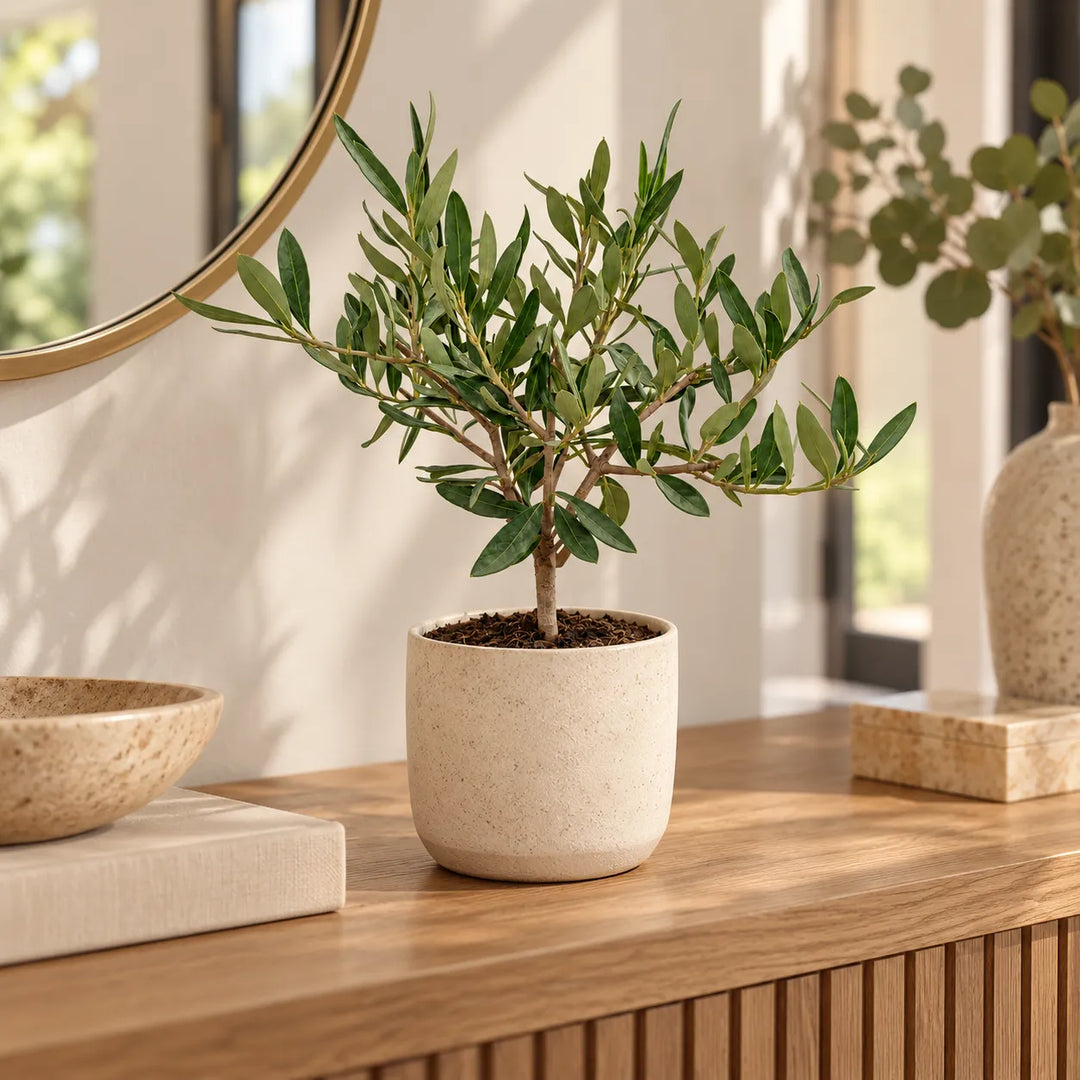 Olivo bonsai ambientato in un vaso decorativo in ceramica beige su consolle in legno, accanto a uno specchio rotondo