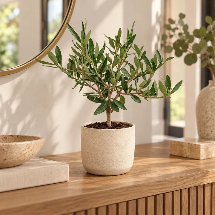 Olivo bonsai ambientato in un vaso decorativo in ceramica beige su consolle in legno, accanto a uno specchio rotondo