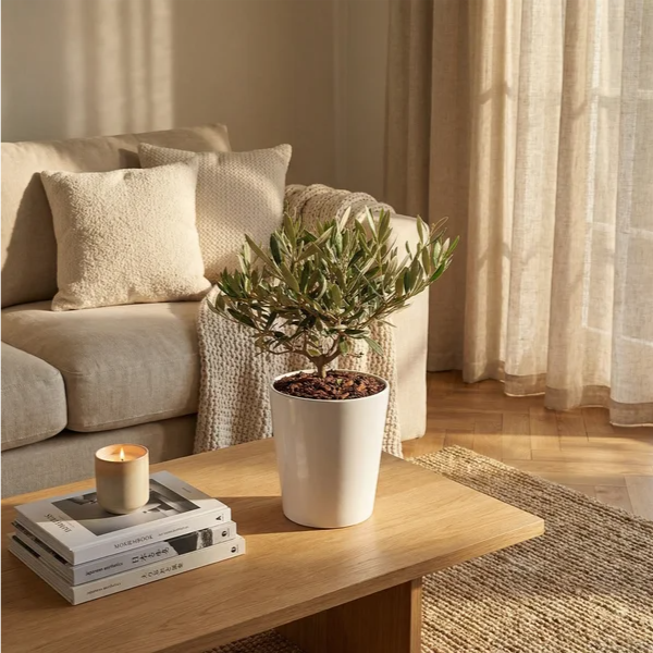 Olivo Bonsai Dallas Midi - pianta in ambientazione domestica su tavolino in soggiorno