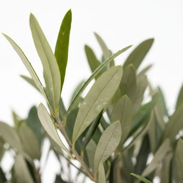 Dettaglio foglie verde-argento dell'olivo bonsai con rami sottili
