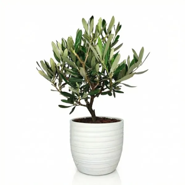 Pot en céramique pour bonsaï d'olivier de Bergame, hauteur 40 cm