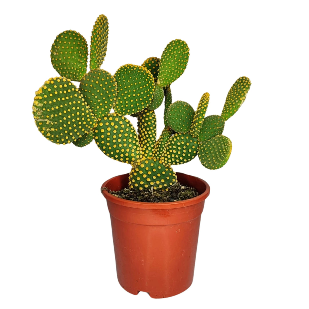 Opuntia micr. var. pallida altezza pianta 40 cm diametro vaso 17 cm - i Giardini di Giulia