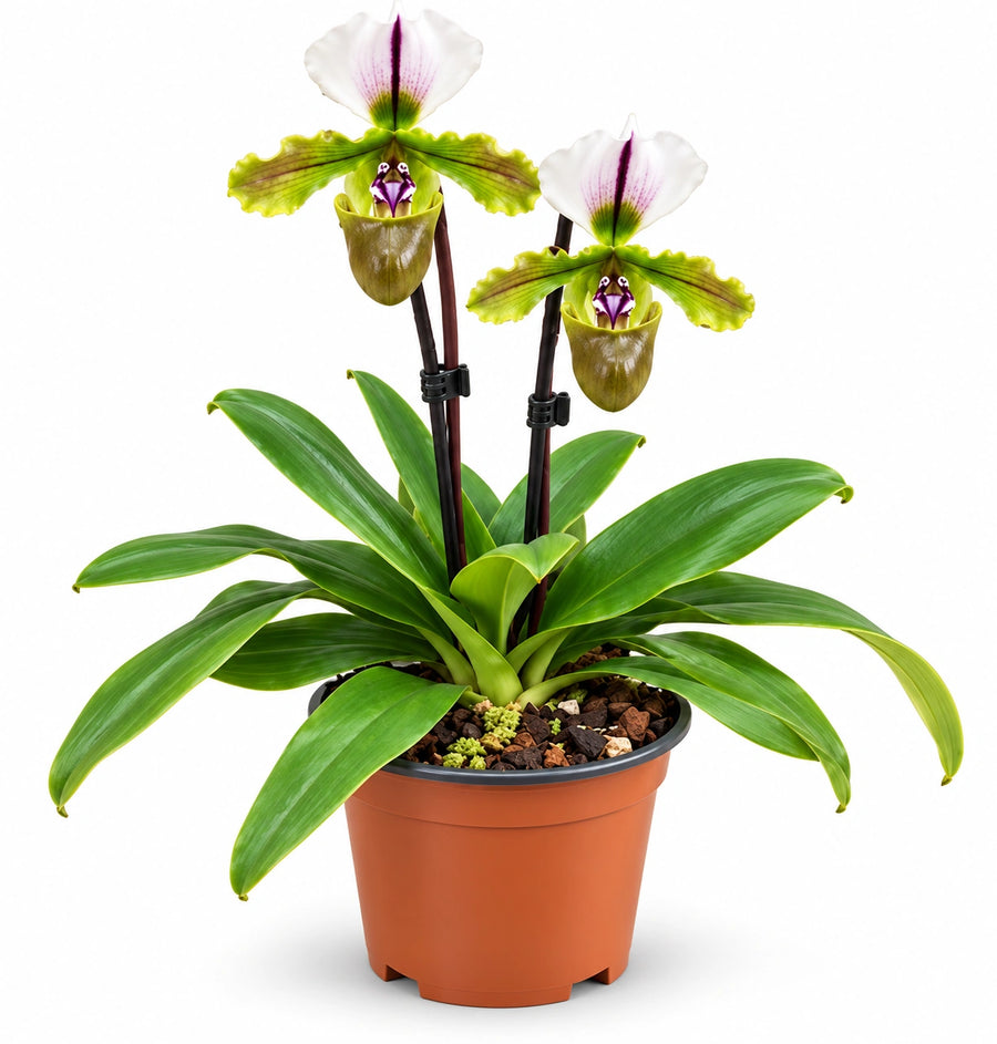 Orchidea Paphiopedilum scarpetta di Venere in vaso da 9 cm con 2 steli fioriti