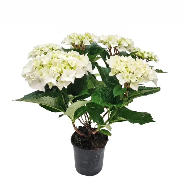 Ortensia  D.19 H.55-60 cm