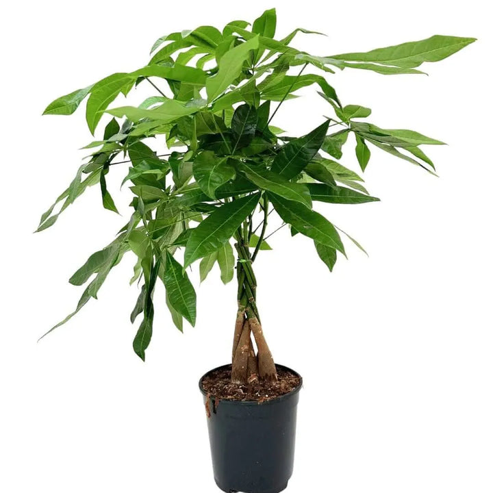 Pachira Aquatica Intrecciata - foglie verdi e vaso in plastica nero