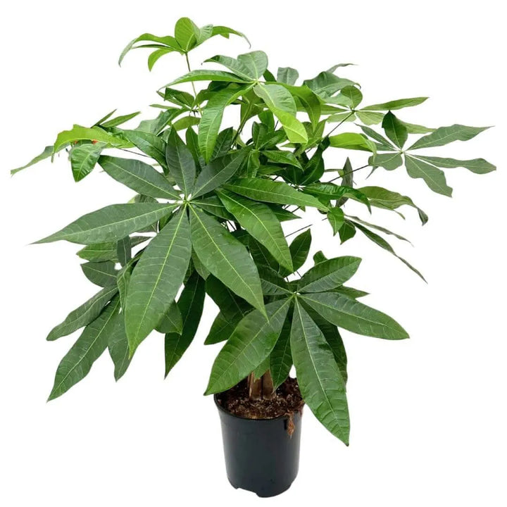 Pachira Aquatica Intrecciata - pianta da interno elegante con tronco intrecciato