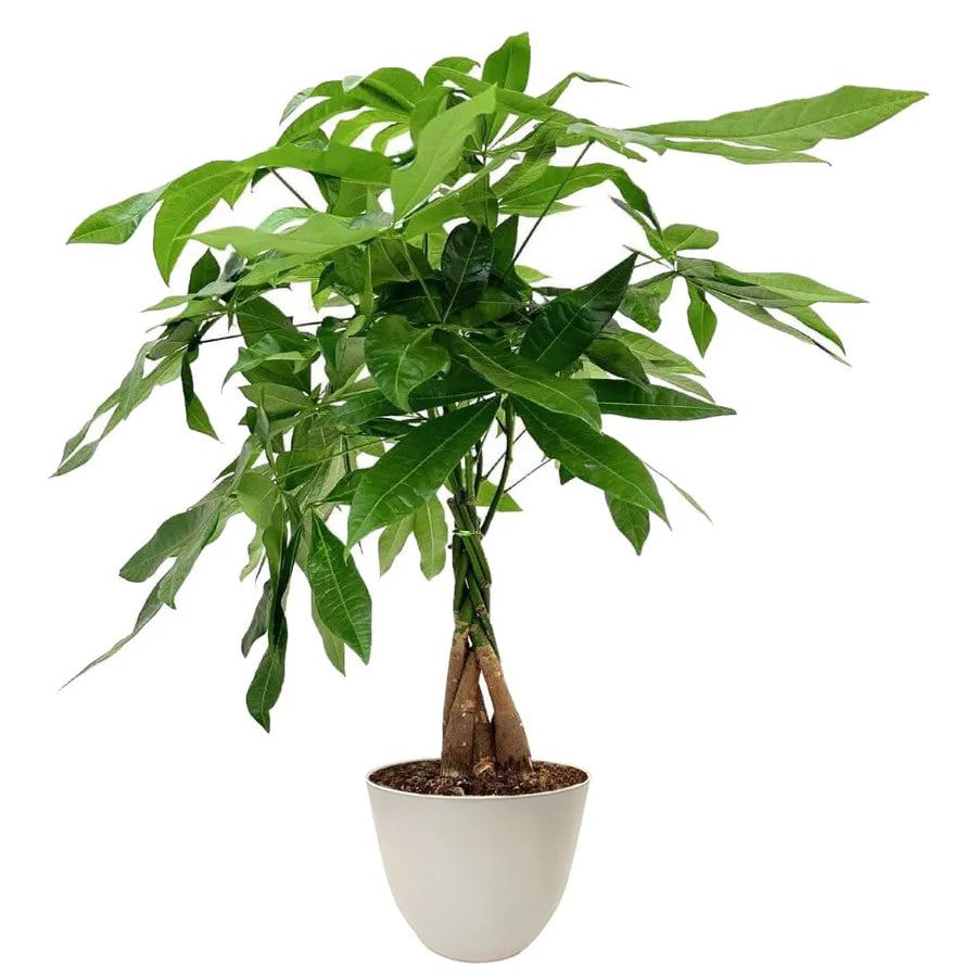 Pachira Aquatica Intrecciata - pianta in vaso avorio con tronchi spessi e foglie verdi
