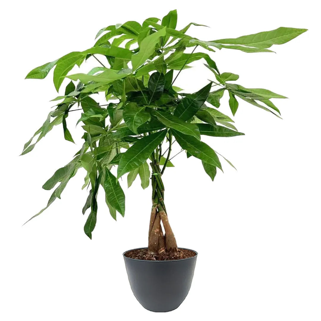 Pachira Aquatica Intrecciata - base intrecciata e chioma folta in vaso antracite