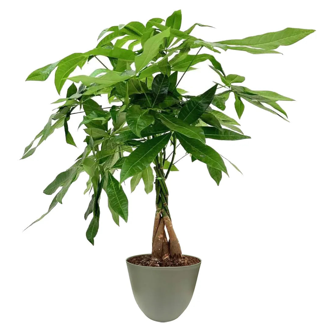 Pachira Intrecciata - tre tronchi e foglie palmate allungate in vaso verde opaco