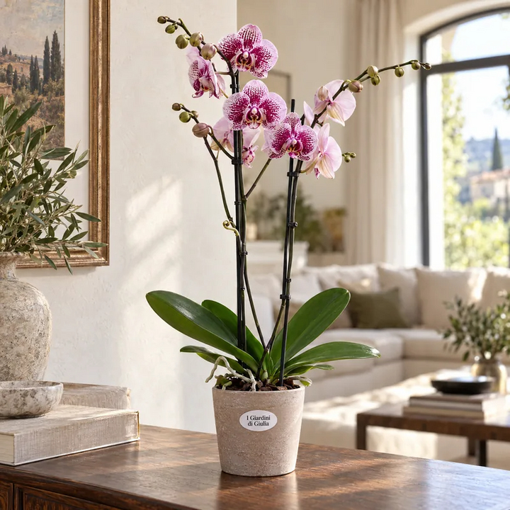 Phalaenopsis colori misti D.12 H.80 cm