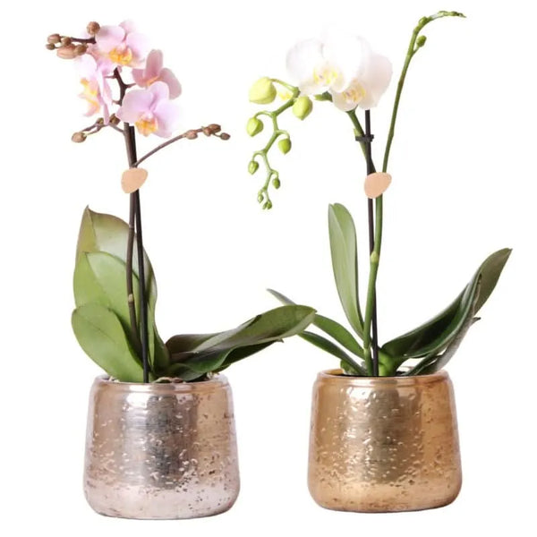Phalaenopsis Kolibri en pot de luxe
