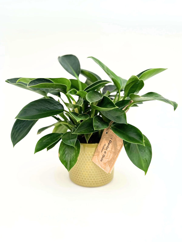 Philodendron Princesse Verte 