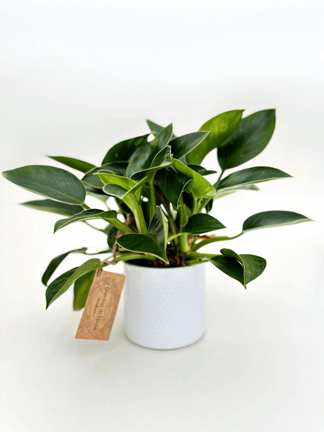 Philodendron Green Princess - i Giardini di Giulia