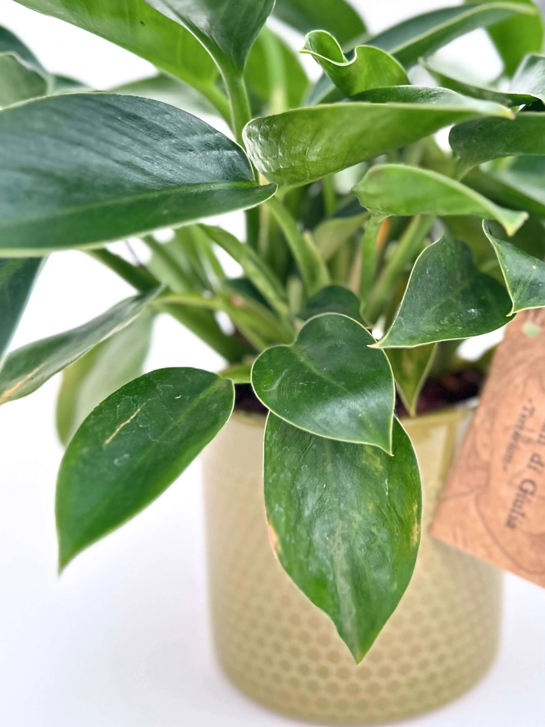 philodendron green princess large Philodendron Green Princess : l'élégance à la maison — i Giardini di Giulia