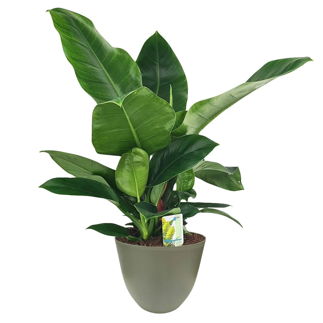 philodendron imperial verde Philodendron Imperial Green 60 cm I Giardini di Giulia — i Giardini di Giulia