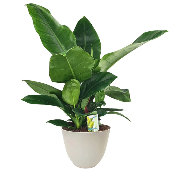 Philodendron Imperial Green hauteur D.20 cm